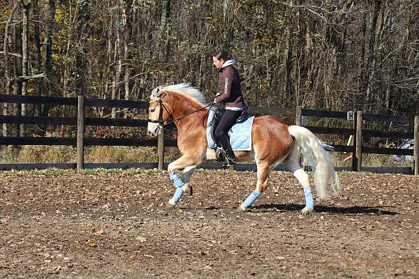 trail-ridden-haflinger-horse