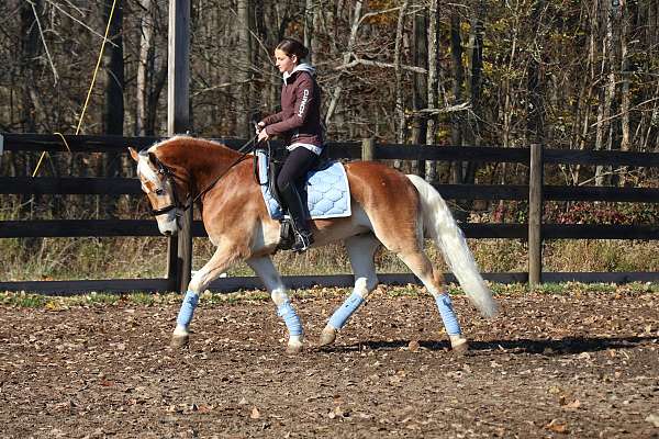 chestnut-stripe-white-mane-tail-horse