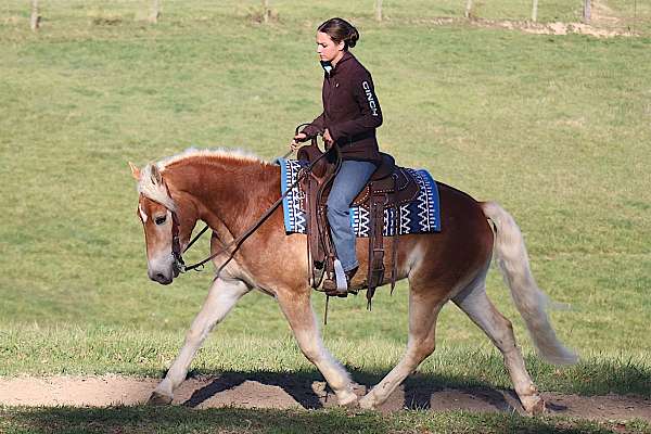 dressage-prospect-haflinger-horse