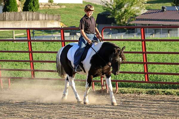 piebald-ridden-english-pony