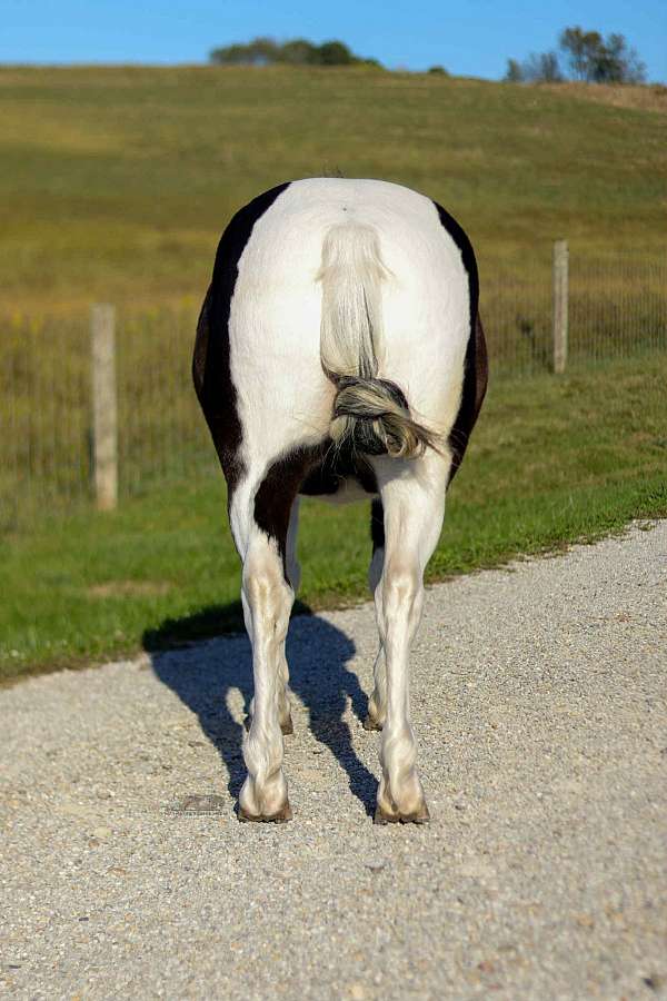piebald-ridden-western-pony