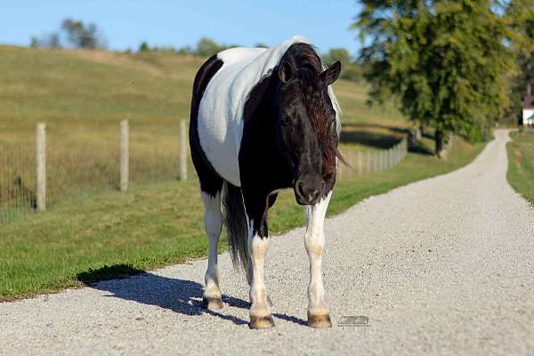 piebald-roping-pony