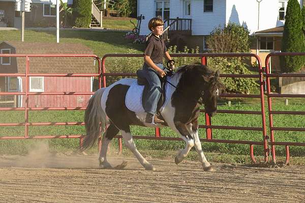 12-hand-piebald-pony