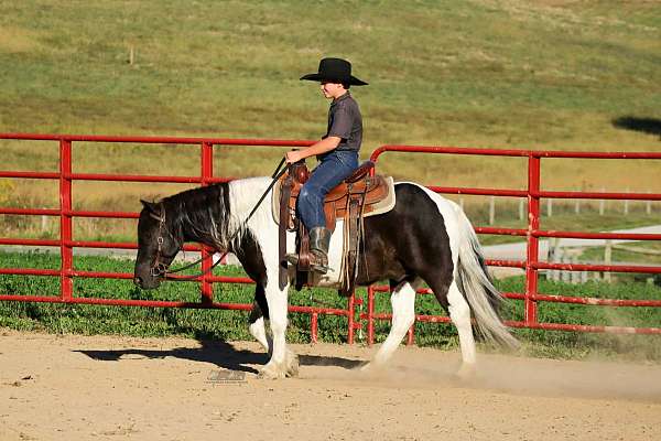 all-around-pony