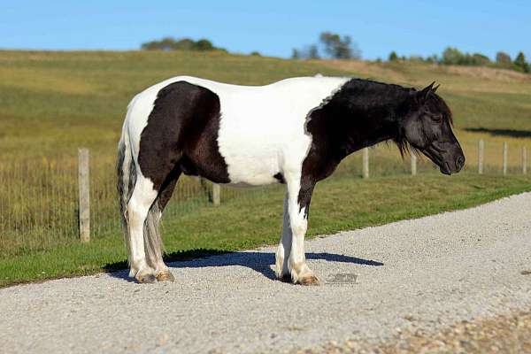 athletic-pony