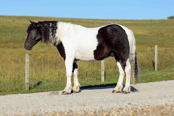 jumping-pony