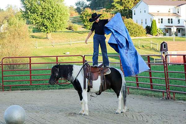 lesson-pony