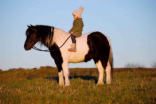 parade-pony