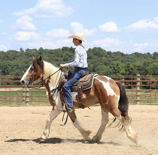 athletic-gypsy-vanner-horse