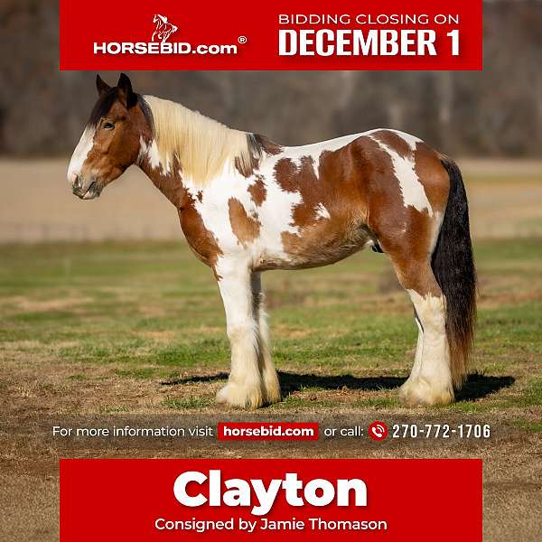 all-around-gypsy-vanner-horse