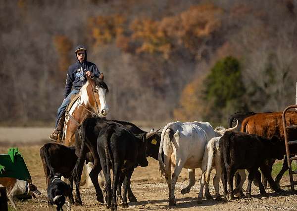 flashy-gypsy-vanner-horse
