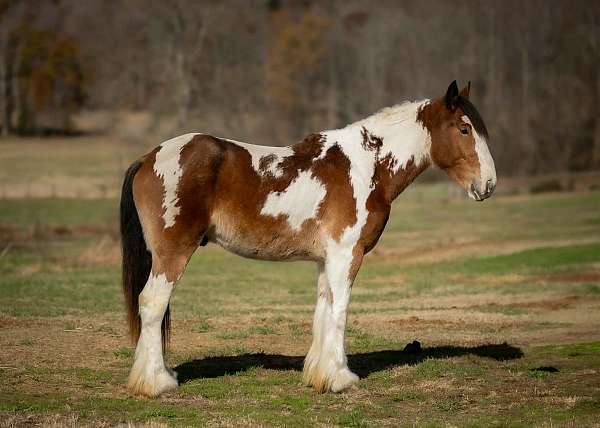 ranch-versatility-gypsy-vanner-horse
