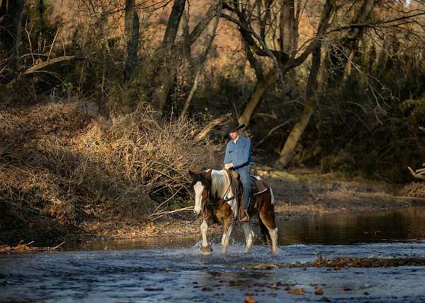 roping-gypsy-vanner-horse