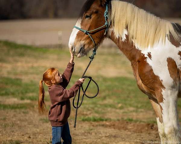 show-gypsy-vanner-horse