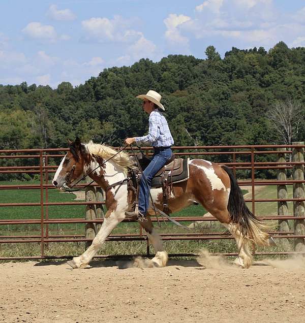 trail-riding-gypsy-vanner-horse