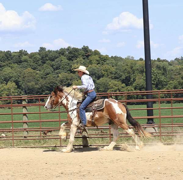 pinto-gypsy-vanner-gelding