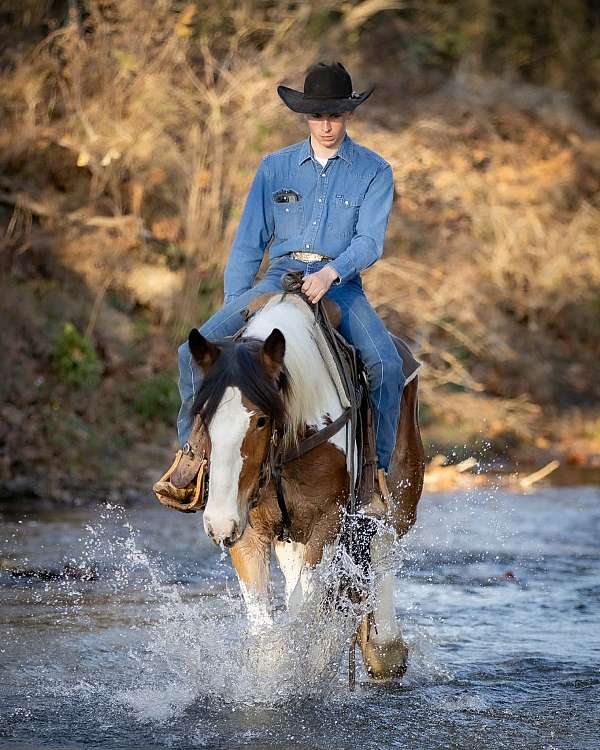 western-riding-gypsy-vanner-horse