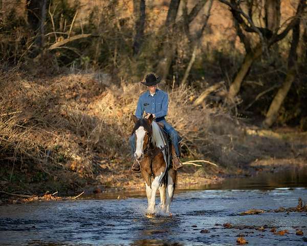 working-cattle-gypsy-vanner-horse