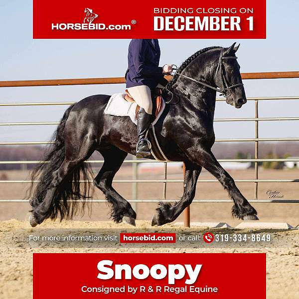 all-around-friesian-horse