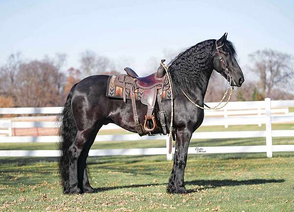 driving-friesian-horse