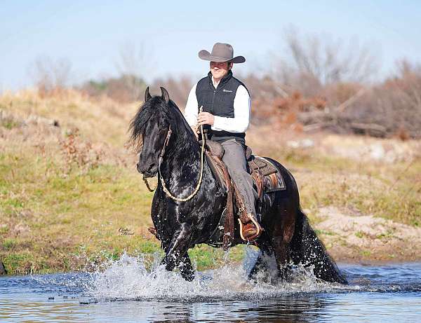 flashy-friesian-horse