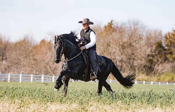 husband-safe-friesian-horse