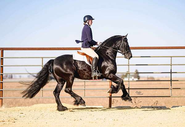 parade-friesian-horse