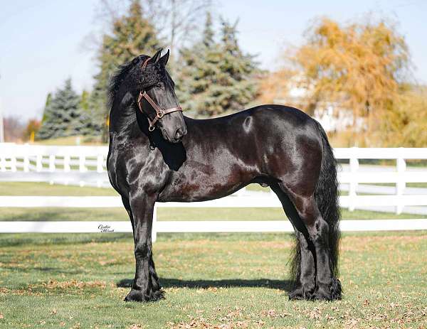 performance-friesian-horse