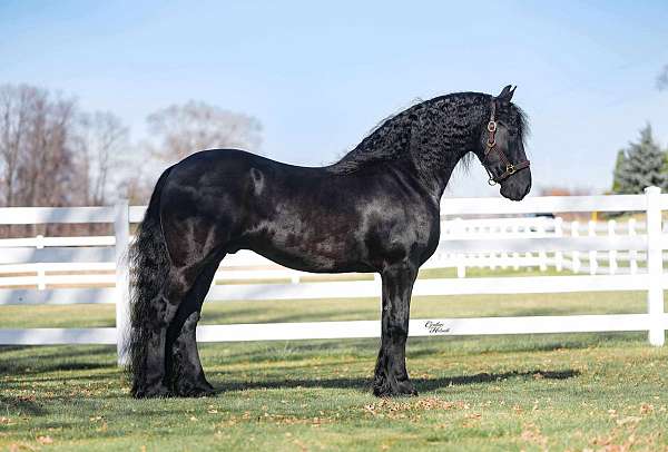 ridden-english-friesian-horse