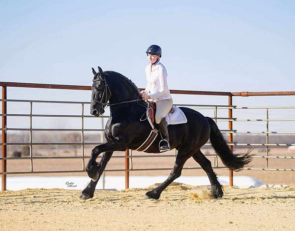 ridden-western-friesian-horse