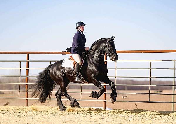 trail-friesian-horse
