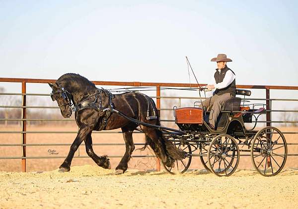 black-friesian-gelding