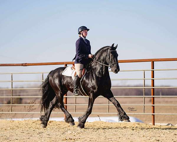 trail-riding-friesian-horse