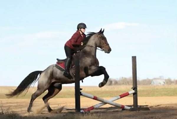 flashy-quarter-horse