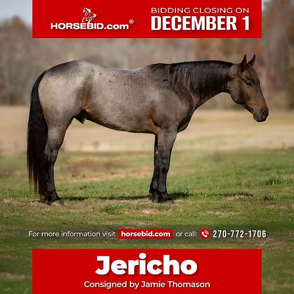 all-around-quarter-horse