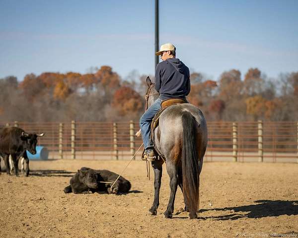 husband-safe-quarter-horse