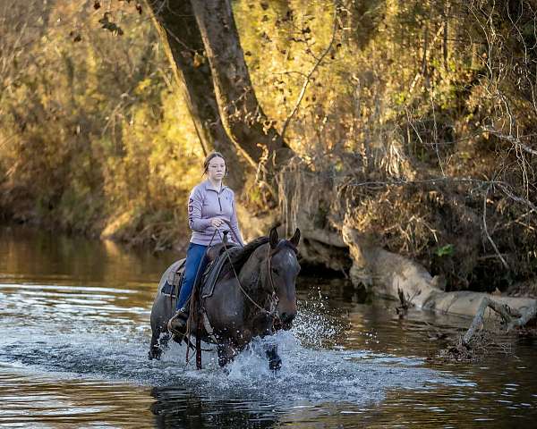 ridden-english-quarter-horse