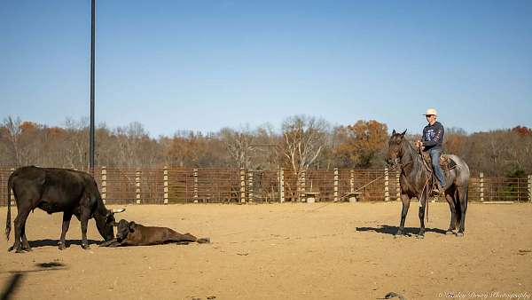 ridden-western-quarter-horse