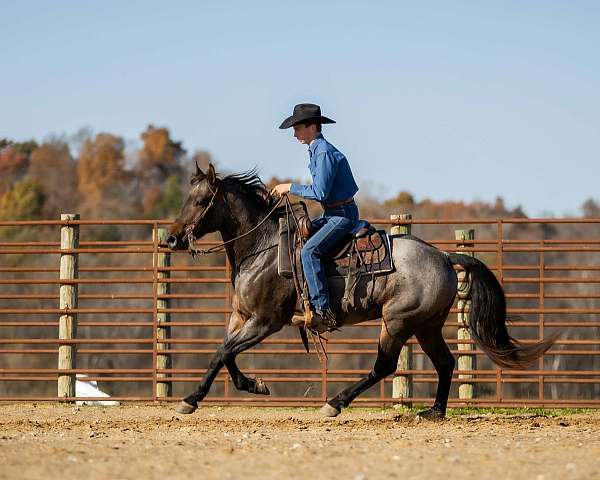 show-quarter-horse