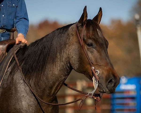 trail-quarter-horse