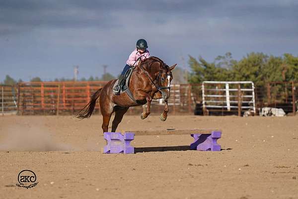 flashy-quarter-horse