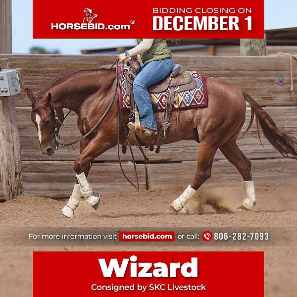 all-around-quarter-horse