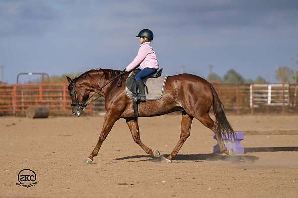 husband-safe-quarter-horse