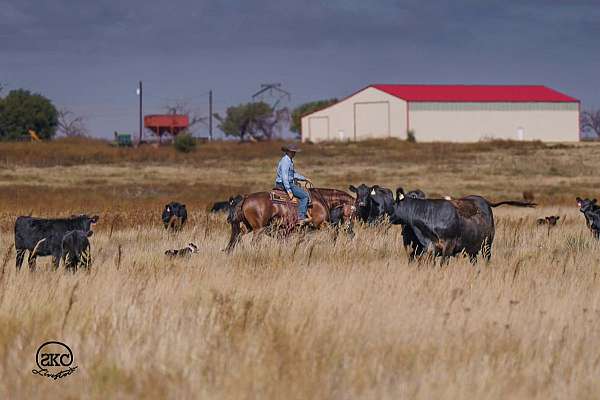 performance-quarter-horse