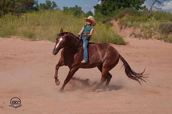 ranch-quarter-horse