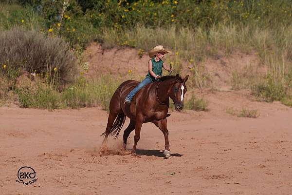 ranch-work-quarter-horse