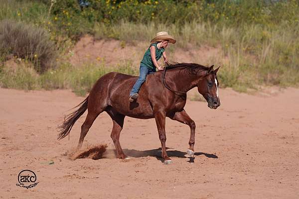 reining-quarter-horse