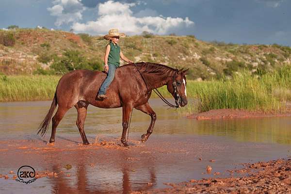 ridden-western-quarter-horse