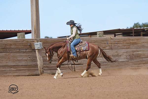 show-quarter-horse
