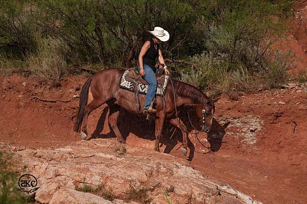 working-cattle-quarter-horse